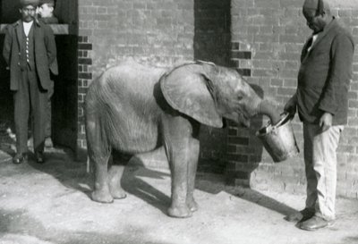 Jonge Afrikaanse olifant Kiberenge wordt gevoerd door Darisha terwijl Syed Ali toekijkt op de achtergrond, London Zoo, september 1923 door Frederick William Bond